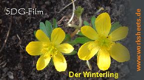 Winterling-Logo